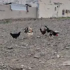 دجاج بلدي حضانه شرط