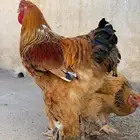 طقم براهما بوف الماني خوارج