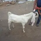 للبيع تيس هولندي جذع الموقع مكه المكرمه خلف حجز السيارات