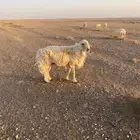 خروف عليه جميع الشروط سنه تام السعي على المشتري