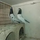 تيدي انتاج سخي نوادر  تم البيع