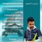 كورس السلاحف
