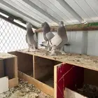 جوز تركي صخري