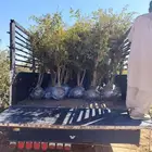 رمان للبيع العدد محدود وسعر مناسب مع توصيل لاي مكان تبيه