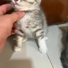قط سكوتش كيتن للبيع