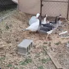وز بلدي .