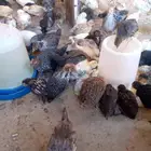 بي افسوس بلدي