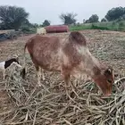 ثنتين بقر وحده قروب ووحده منتوج