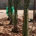 نخل جثايث نقايل فسايل نخيل صقعي مجدول منيفي شيشي عنبر برحي