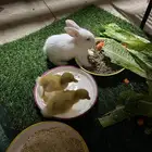 أرنبين وبطتين للبيع