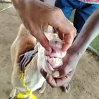 السلام عليكم ورحمه الله وبركاته صلوا على النبي أعرض لكم ضأن