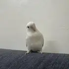أنثى روز منتجة