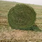 رشاش رودس للمشاركه
