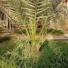فسايل نخيل مشكله