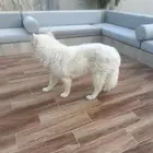 كلب هسكي سامويد