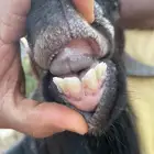 تيس ثني طيب عارضي حار وسمين