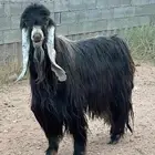 فحل عارضي صنف نادر