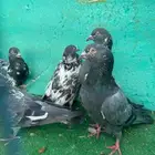 حمام باكستاني للبيع مشكل كواسير وسلاكيت