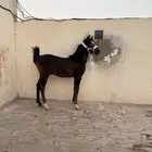 مهر شعبي عمر 7 شهور