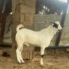تيس بيشي للبيع