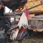 للبيع دجاج بلدي ب25