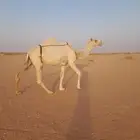 ناقه عفراء خفوت سليمه العذريب مصعد سن شاق