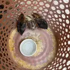 3صيصان دجاج بلدي مجانا