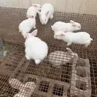 Two female rabbits with their 6 babies