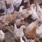 دجاج مستورد وبط بكيني