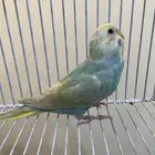 طيور بادجي (عاشق ومعشوق) بألوان مميزة