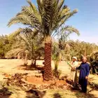 نخل واشنطني نخيل مثمر للبيع اخلاص صقعي هلالي مجدول سلج غر