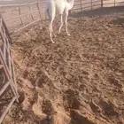 قعود لباني فاخر