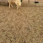 طلي حري ثني مشروط صوووفه ملكيه