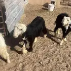 للبيع بهم نجد