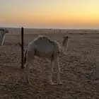 قعود للبيع