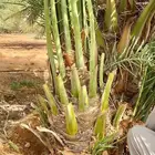 فسايل نخيل صقعي احمر مطوق فاخر احجام كبيره
