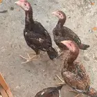 ثلاث دجاج هنود وديك