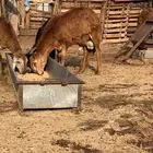 طليان جدعان سواكني حمريات العدد 5 جمله من 950