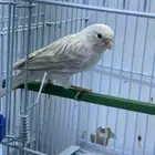 جوز كناري اوبال منتج للبيع