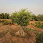 زيتون معمر للبيع لتواصل