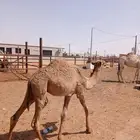 حوارة شعلا أبوها خزام الجافل لأهل النظر