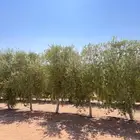 شجر باياض وجه درجه اولا