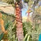 جميع انواع التخيل المثمر والزينه وشنطني ملوكي وجوز هند