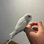 فرخ بادجي اليف وهدد نشبه لون مميز ونادر