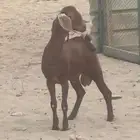 تيس ادهم للبيع