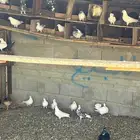 حمام وبران ودجاج حبشي