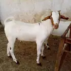 تيوس لباني للبيع