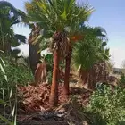 مصطفى بيع جميع انواع النخل البلد واشنطن