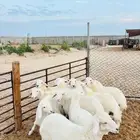 حري هرفي بري بلدي فل نظاف