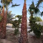 ابوياسين لبيع جميع انواع النخيل البلدي والواشنطن والفسيل